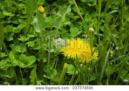 Blooming Bright Dandelions, Yellow With Green Leaves And Butterfly White In The Daytime In Natural C