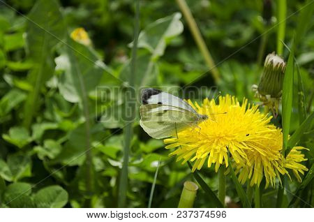 Blooming Bright Dandelions, Yellow With Green Leaves And Butterfly White In The Daytime In Natural C