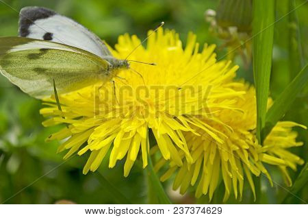 Blooming Bright Dandelions, Yellow With Green Leaves And Butterfly White In The Daytime In Natural C
