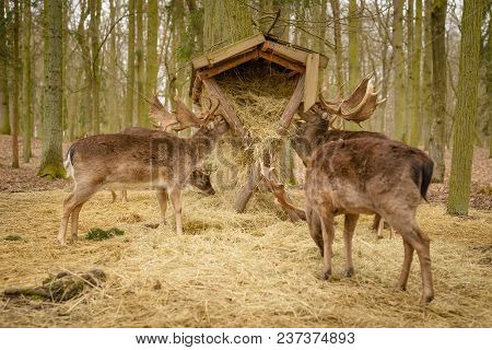 Fallow Deer - Dama Dama, Eat From Cratch Feeder