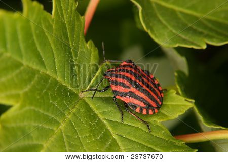 Strip Bugs (Graphosoma lineatum)