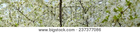 Blooming Bright Dandelions, Yellow With Green Leaves And Butterfly White In The Daytime In Natural C