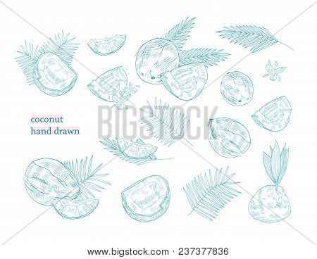 Bundle Of Drawings Of Whole And Split Coconut And Palm Tree Leaves Hand Drawn With Blue Contour Line