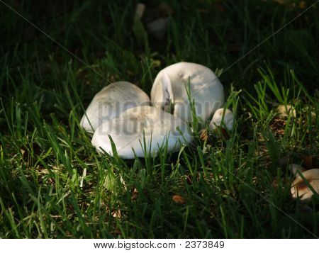 Twighlight žampiony (Agaricus Amicosus)