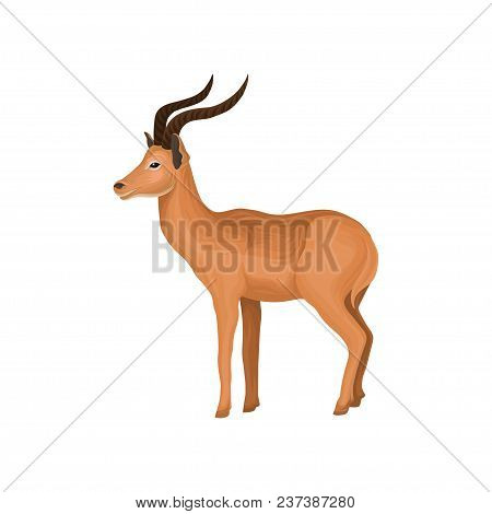 Antelope Wild African Animal Vector Illustration Isolated On A White Background.