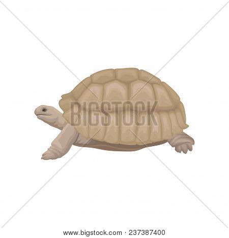 Sea Turtle Wild Animal Vector Illustration Isolated On A White Background.