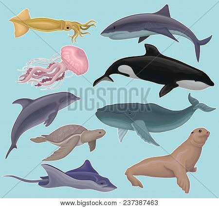 Collection Of Sea Animals, Marine Fish And Creatures Squid, Jellyfish, Whale Killer, Tortoise, Fish,