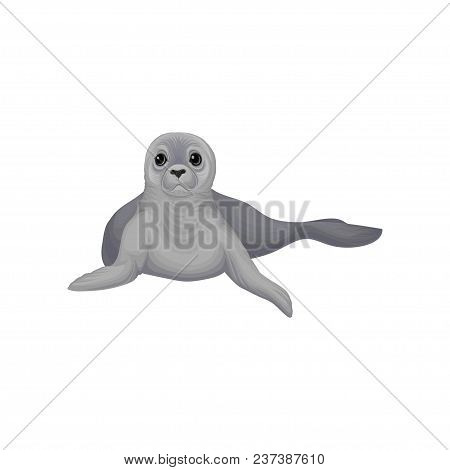 Seal Sea Animal, Inhabitant Of Cold Seas Vector Illustration Isolated On A White Background.