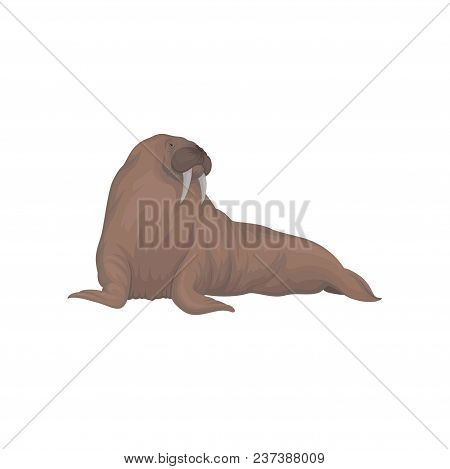 Walrus Sea Animal Vector Illustration Isolated On A White Background.