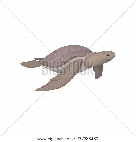 Sea Turtle Animal Vector Illustration Isolated On A White Background.