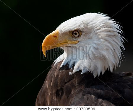 American Eagle