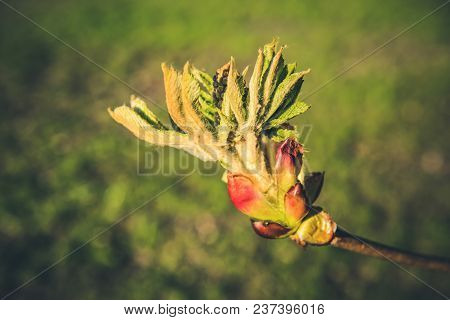 Chestnut Bud Tree In Spring. Horse-chestnut Outside