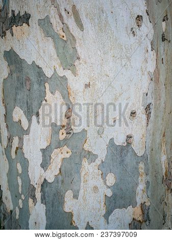 Platanus Tree Bark Background Close Up. Plane Tree Bark Texture.