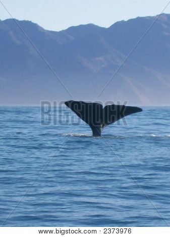 Balene violando In Kaikora, Nuova Zelanda