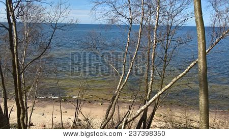 Spring Time In The Forst Near Baltic Sea