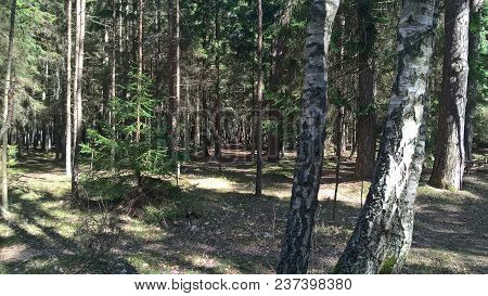 Pring Time Forest In The Beach On Klaipeda