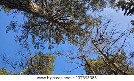 Sky Up In The Forest. Lithuania, Klaipeda.