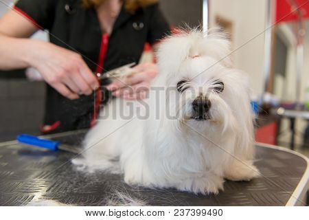 Professional Care For The Dog Maltese Lap Dog. Grooming The Dog In The Grooming Salon.