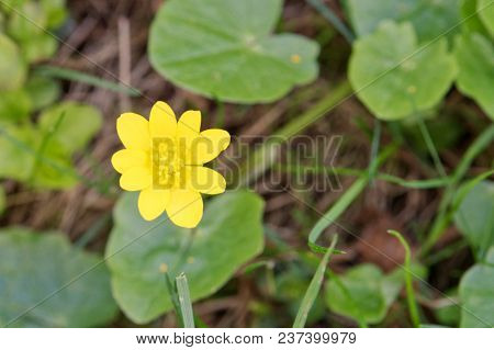 Spring Flower Lesser Celandine (ficaria Verna) In A Nature