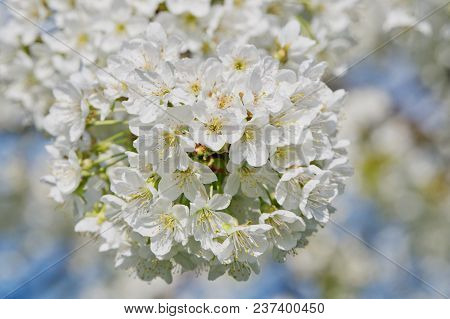 Beautiful Flowering Fruit Trees. Blooming Plant Branches In Spring Warm Bright Sunny Day