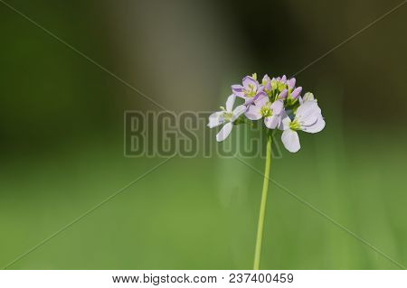 Cuckooflower (cardamine Pratensis) In A Spring Nature