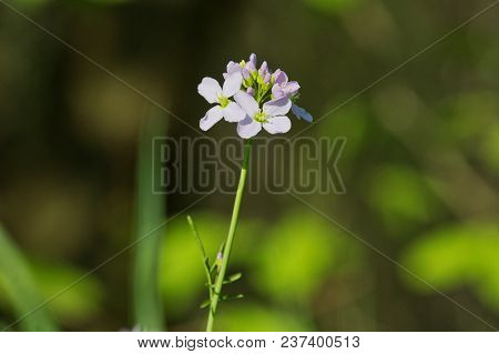 Cuckooflower (cardamine Pratensis) In A Spring Nature