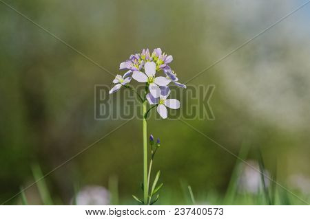 Cuckooflower (cardamine Pratensis) In A Spring Nature