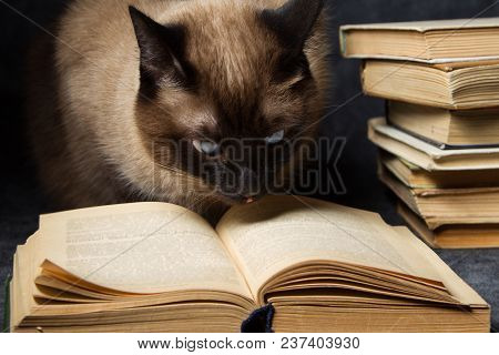 The Cat Reads The Book.siamese Cat Enthusiastically Reading The Old Book. Cat Scientist