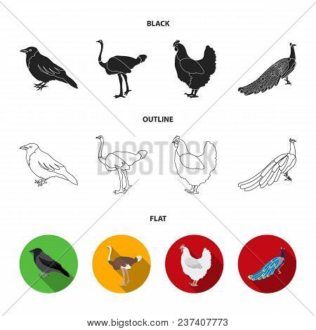 Crow, Ostrich, Chicken, Peacock. Birds Set Collection Icons In Black, Flat, Outline Style Vector Sym