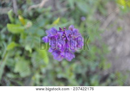 Beautiful Flower Blossom On The Medow In Spring