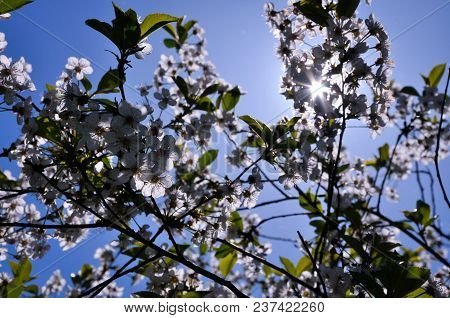 Plum Tree Blossom In The Springtime Sun