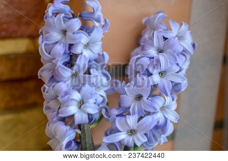 Two Delft Blue Lily Hyacinthus Orientalis Liliaceae With White Pentals