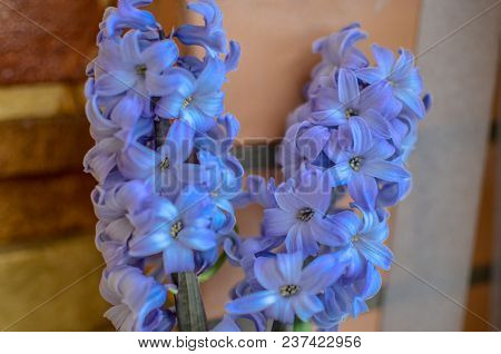 Two Delft Blue Lily Hyacinthus Orientalis Liliaceae With White Pentals