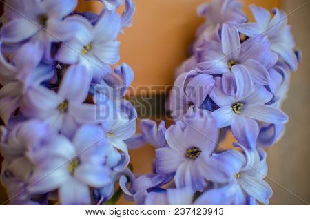 Two Delft Blue Lily Hyacinthus Orientalis Liliaceae With White Pentals