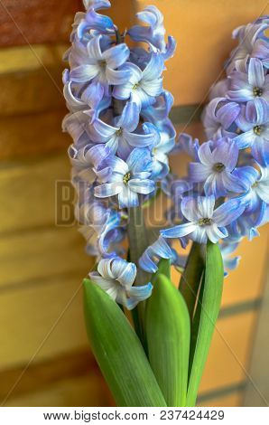 Two Delft Blue Lily Hyacinthus Orientalis Liliaceae With White Pentals