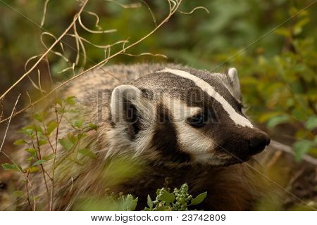 Badger มองไป