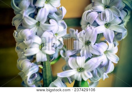 Two Delft Blue Lily Hyacinthus Orientalis Liliaceae With White Pentals