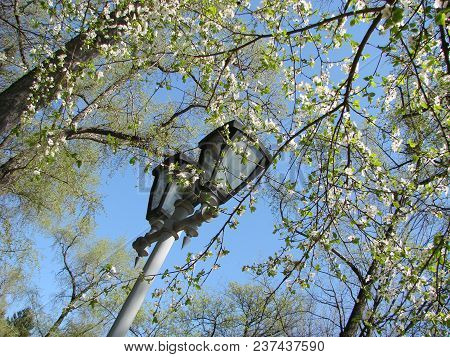 Tall Street, Lantern Lights High In The Sky, Surrounded By Beautiful Tree Branches, Blue Skies In Th