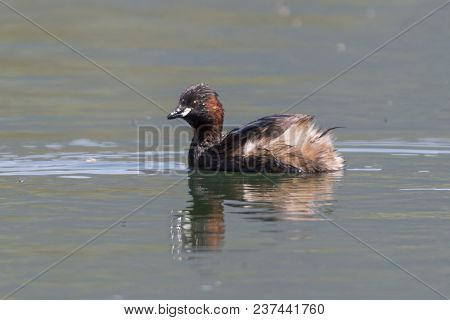 Tachybaptus Ruficollis Duck On Lake