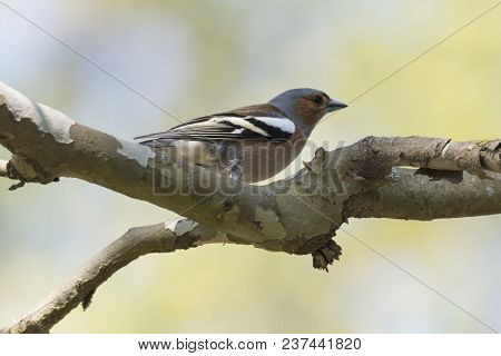 Finch Fringilla Coelebs Bird On Tree