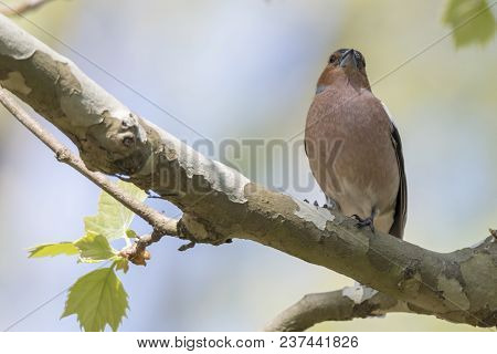 Finch Fringilla Coelebs Bird On Tree