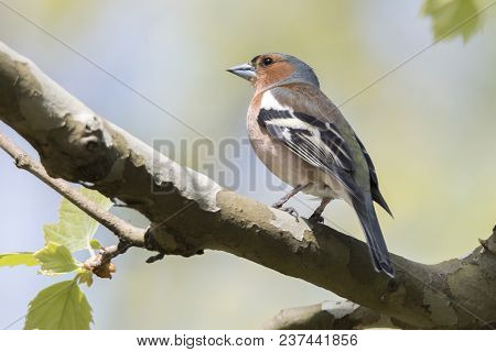 Finch Fringilla Coelebs Bird On Tree