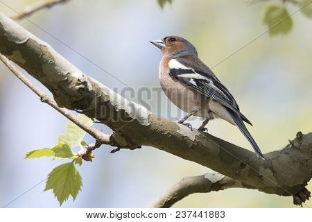 Finch Fringilla Coelebs Bird On Tree