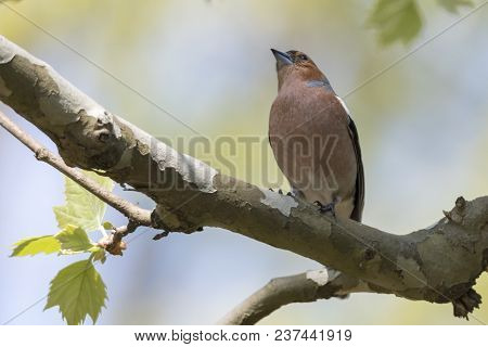 Finch Fringilla Coelebs Bird On Tree