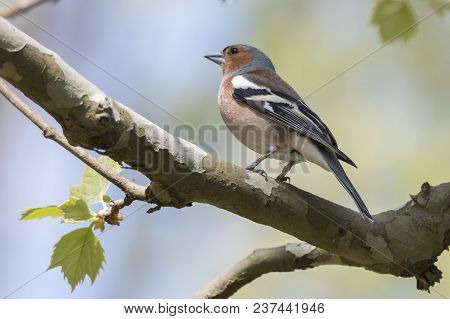Finch Fringilla Coelebs Bird On Tree