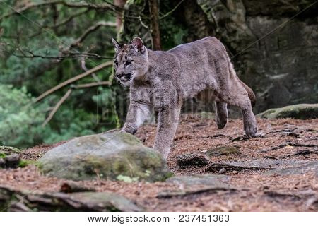 Cougar (puma Concolor), Also Commonly Known As The Mountain Lion, Puma, Panther, Or Catamount. Is Th