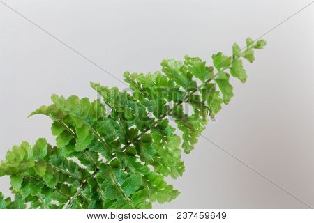 Leaves Of The Fern Nephrolepis Exaltata