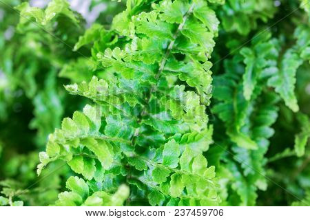 Leaves Of The Fern Nephrolepis Exaltata