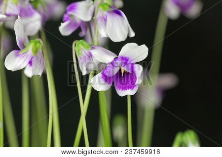 The Violet Viola Hederacea From Australia.