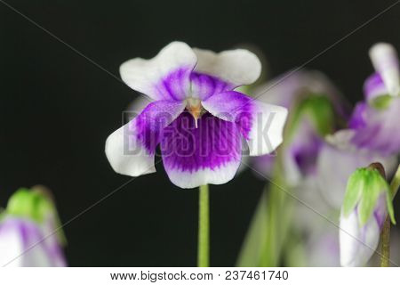 The Violet Viola Hederacea From Australia.